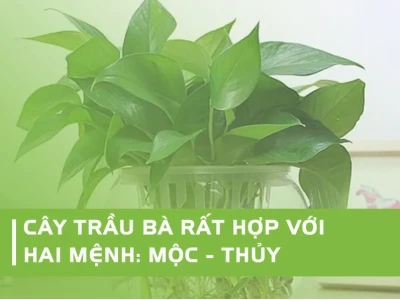 Cây Trầu Bà Xanh đẹp dịu dàng cho mọi không gian
