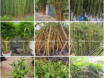 Cây Tre Cảnh đẹp thanh tao cho không gian xanh