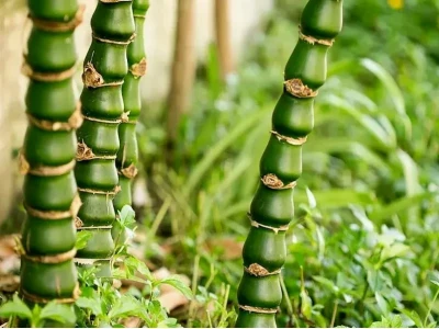 Cây Trúc Quan Âm đẹp dịu dàng và sang quý