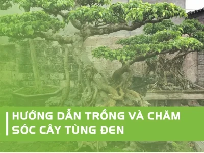 Cây Tùng Đen đẹp sang trọng qua bộ ảnh ấn tượng