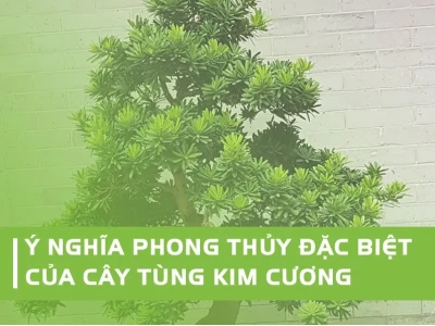 Cây Tùng Kim Cương đẹp cuốn hút giữa sân vườn
