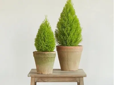 Cây Tùng Tuyết đẹp thanh cao giữa sắc xanh an lành