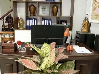 Cây Vạn Lộc đỏ rực rỡ gọi may mắn vào nhà