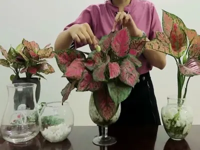 Cây Vạn Lộc mini đẹp rực rỡ cho góc xanh may mắn