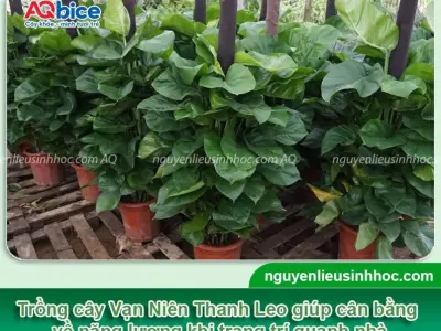 Cây Vạn Niên Thanh leo đẹp mê hoặc năm 2026