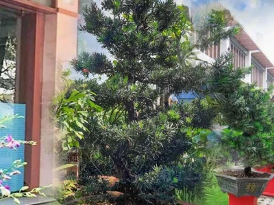 Cây Vạn Niên Tùng đẹp và ý nghĩa năm 2026