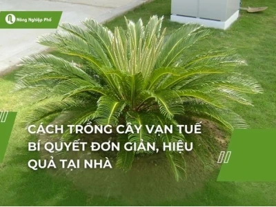 Cây Vạn Tuế đẹp uy nghi cho không gian xanh