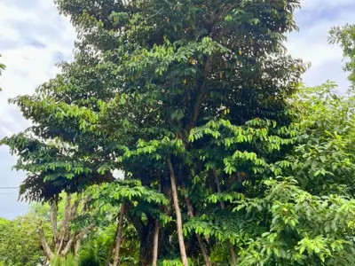 Cây Vú Sữa Cảnh đẹp mê hồn qua từng khung hình