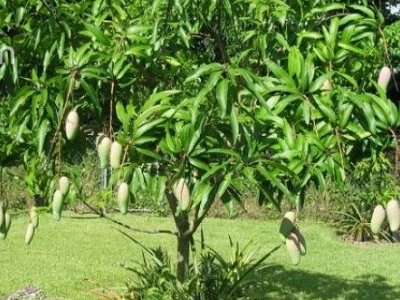 Cây Xoài đẹp mê hoặc trong từng khung hình