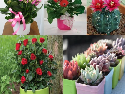 Chậu hoa mini đẹp cho góc sống bừng sáng