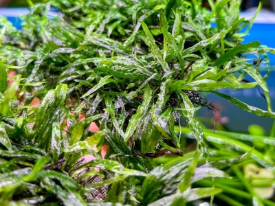 Dương Xỉ Lá Kim Mini đẹp mê hoặc trong bể thủy sinh