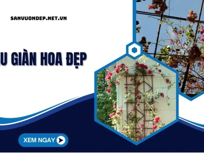 Giàn hoa sân vườn đẹp khiến ngôi nhà bừng sáng