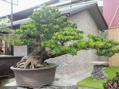 Cây Tùng Nhật đẹp thanh cao giữa nhịp sống hiện đại