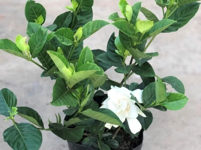 Hoa bạch thiên hương đẹp ngát hương trong từng khung hình