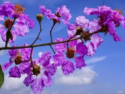 Hoa Bằng Lăng đẹp nao lòng giữa mùa hè tím biếc