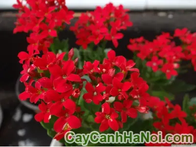 Hoa bỏng rực rỡ và ý nghĩa khiến ai cũng mê