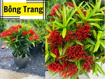 Hoa Bông Trang rực rỡ qua những khung hình say đắm