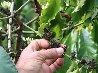 Hoa chanh đẹp tinh khôi lay động khu vườn sớm mai