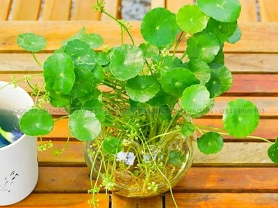Hoa Cỏ Đồng Tiền đẹp thanh mát và đầy cảm hứng