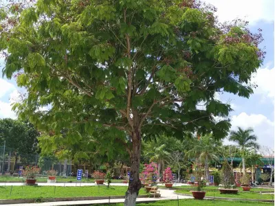 Hoa điệp vàng rực rỡ trong những khung hình mê hoặc