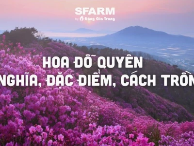Hoa Đỗ Quyên đẹp say lòng giữa núi rừng và sân vườn