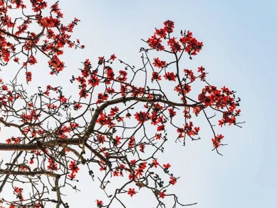 Hoa Gạo đỏ rực gọi tháng Ba về trên mọi miền