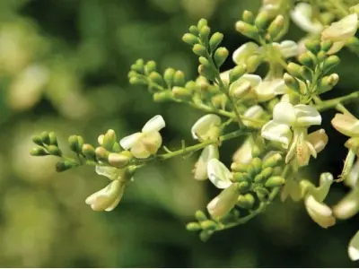 Hoa hòe đẹp dịu dàng và những khung hình khiến lòng xao xuyến