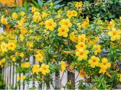 Hoa huỳnh anh rực vàng trong bộ ảnh làm say lòng người