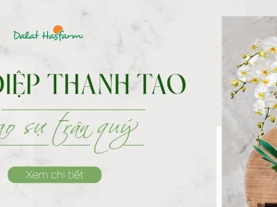 Hoa Lan Hồ Điệp đẹp sang trọng và đầy cuốn hút