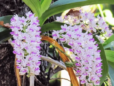 Hoa Lan Ngọc Điểm đẹp mê hoặc giữa hương xuân