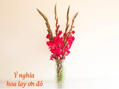 Hoa Lay Ơn đẹp rực rỡ làm say lòng người