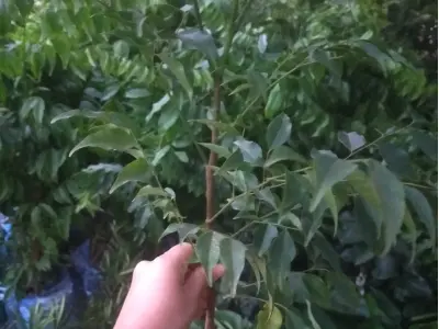 Hoa lim rực vàng trong những khung hình mê hoặc