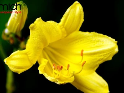 Hoa loa kèn đẹp tinh khôi khiến lòng người xao xuyến