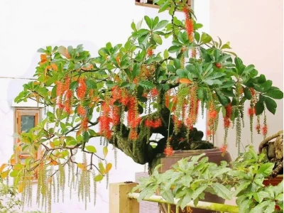 Hoa Lộc Vừng đẹp say lòng qua những khung hình