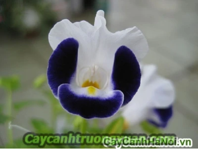 Hoa mắt nai đẹp dịu dàng trong từng khung hình