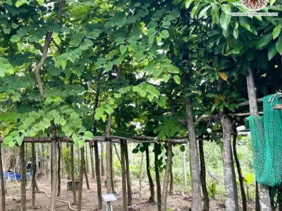 Hoa móng bò rực tím trong những khung hình say đắm