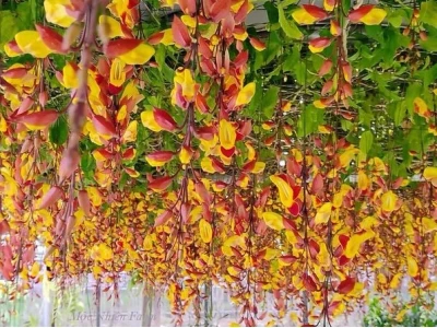 Hoa móng cọp đẹp mê hoặc giữa sắc trời nhiệt đới