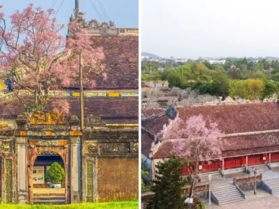 Hoa ngô đồng Huế đẹp mê hoặc giữa trời xuân