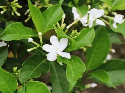 Hoa ngọc bút đẹp tinh khôi trong những khung hình say đắm