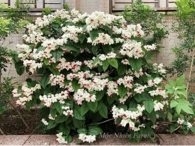 Hoa ngọc nữ đẹp mê hồn qua bộ ảnh đầy cảm hứng