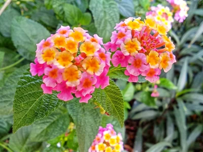 Hoa Ngũ Sắc rực rỡ trong bộ ảnh đẹp mê hồn