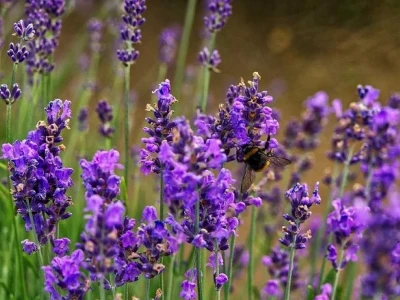 Hoa Oải Hương đẹp mê hoặc giữa sắc tím mộng mơ