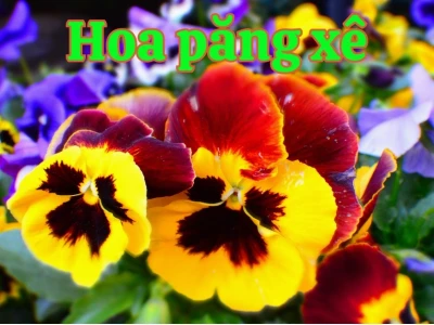 Hoa Pansy đẹp mê hoặc giữa sắc màu dịu dàng