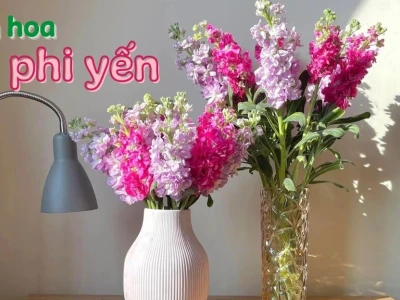 Hoa Phi Yến đẹp mê say qua những khung hình dịu dàng