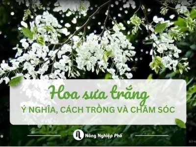 Hoa Sưa đẹp tinh khôi trong những khung hình say lòng