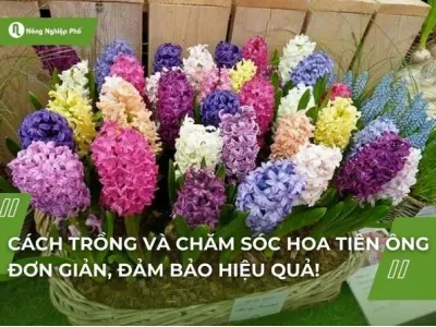 Hoa tiên ông đẹp mê say cho người yêu sắc hương