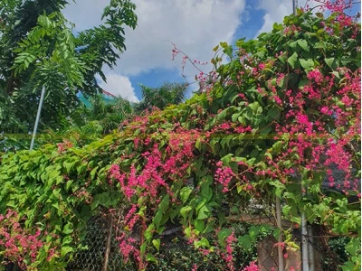 Hoa Tigon đẹp mong manh làm say lòng người