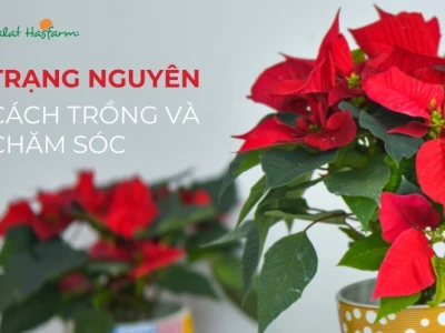 Hoa Trạng Nguyên rực đỏ đẹp say lòng người