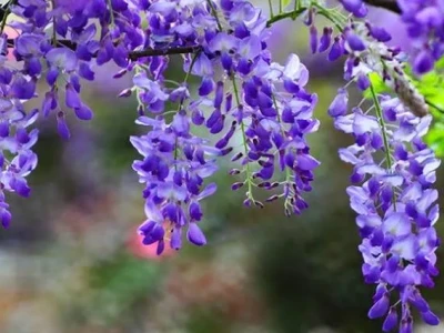 Hoa Tử Đằng đẹp mê hồn cho người yêu thiên nhiên