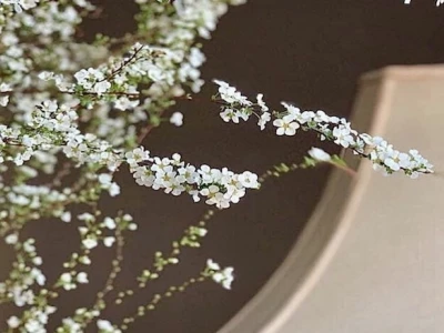 Hoa Tuyết Mai đẹp tinh khôi khiến lòng người rung động
